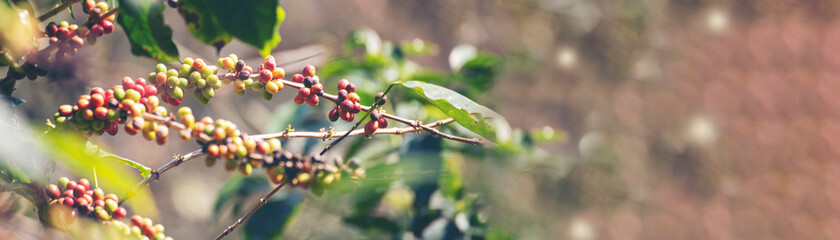 Banner panoramic Ripe Red coffee bean berry plant fresh seed coffee tree growth green eco organic farm. Banner red ripe seed robusta arabica berries harvest coffee garden. Coffee bean tree copy space