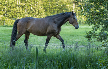 Horses running free in Meadow surrounded by forest.