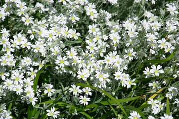 small Bush of White Snow-in-summer Flowers with white star-like tiny petals