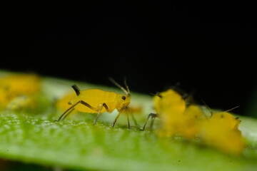 Yellow aphids on a leaf suck the sap of the plant.Small aphids gathered in a colony feed on the...