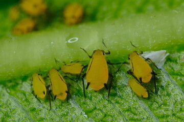 Yellow aphids on a leaf suck the sap of the plant.Small aphids gathered in a colony feed on the...