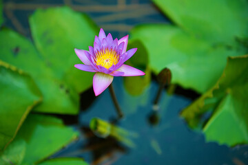 Blue lotus in the garden pond. One plant can spread over an area of about 1 meter. This is an aquatic herb with a tuberous rhizome.