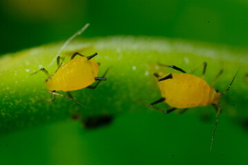 Yellow aphids on a leaf suck the sap of the plant.Small aphids gathered in a colony feed on the plant's sap. Close up shot. Italy. 