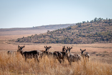 Group of Waterbuck standing in the tall grass.