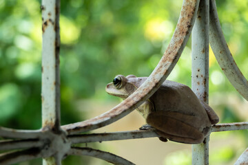 the frog on the window looking forward.