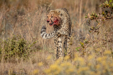 Cheetah with bloody face walking towards camera.