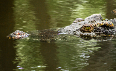 Close up of a rare Siamese crocodile partly submerged underwater spotted at Takeo Province, Cambodia