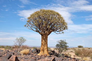 quiver tree (aloe dichotoma) Keetmanshoop, Namibia
