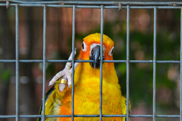 A sun parakeet or Aratinga solstitialis inside a bird cage
