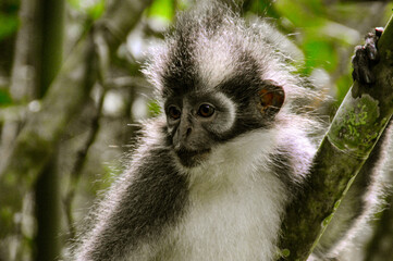 A Thomas Leaf Monkey, Thomas's langur or  Presbytis thomasi in Gunung Leuser National Park in Sumatra, indonesia
