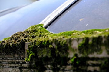 車庫に積もる苔の塊