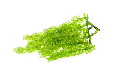 Umi-budou, grapes seaweed or green caviar isolated on white background