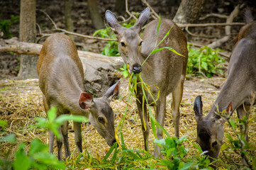 A pair of female Sambar Deers or Rusa unicolor at a wildlife sanctuary in Phnom phen Cambodia