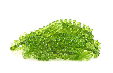 Umi-budou, grapes seaweed or green caviar isolated on white background