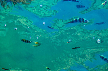 Fototapeta na wymiar Top view of school of fish underwater