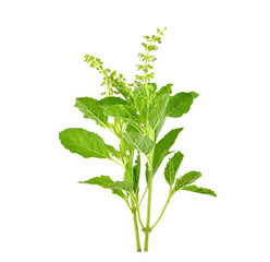 Basil flower, stalk and leaves isolated on a white