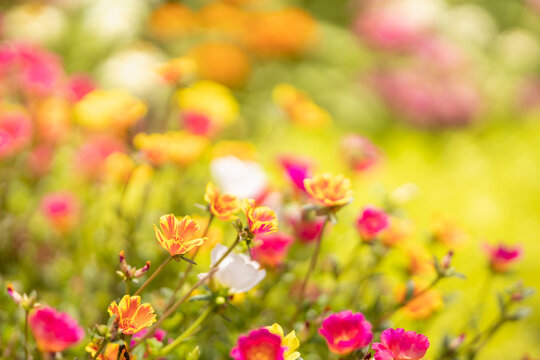 Closeup of orange and yellow and pink flower under sunlight with copy space using as background natural plants landscape, ecology wallpaper page concept.