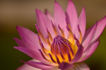 Fototapeta premium lotus flower in the garden