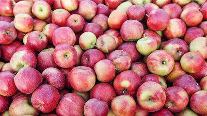 Collected from trees in large wooden pallet containers. Fruit harvest, farm business and juicy apples