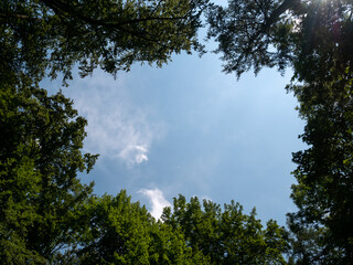 Green trees frame with blue sky background and copy space for text.