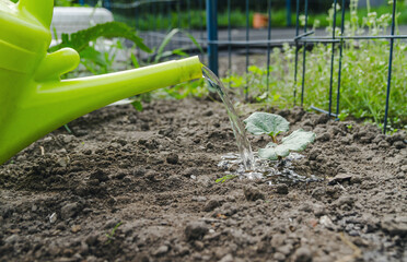 Gardener watering rhubarb in a garden with watering can.