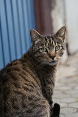 süsse Tigerkatze vor blauem Tor sitzend,  Portrait 