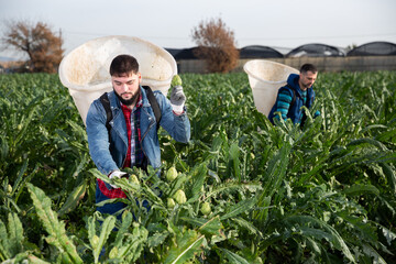 Naklejka premium Young bearded worker with special backpack gathering in crops of ripe green artichokes on farm plantation