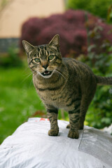 Tigerkatze zeigt Zähne