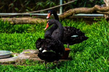 Closeup view of beautiful bird in nature, red beaked red swan on the water of doorstep lake, cute black swan is try to hunting fishes on the clear water of a door step pond in domestic outdoor area