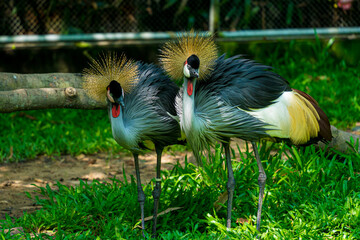 Grey crowned crane (Balearica regulorum) - beautiful representative exemplar in habitat with its...