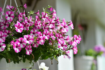 Fototapeta na wymiar petunias in pots. multi-colored petuias. flowers in pots