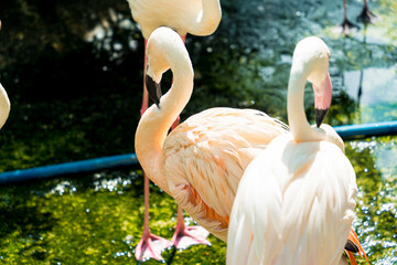 Flock of Greater Flamingos, Phoenicopterus ruber, nice pink big birds in dark water, with evening light in Vietnam. Selective focus.