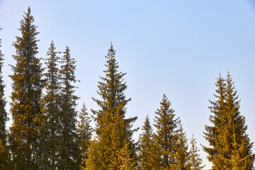 the tops of fir trees against the blue sky