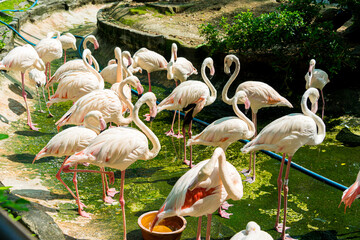 Flock of Greater Flamingos, Phoenicopterus ruber, nice pink big birds in dark water, with evening light in Vietnam. Selective focus.