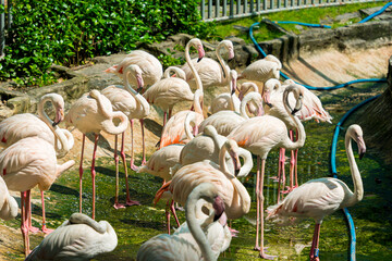 Flock of Greater Flamingos, Phoenicopterus ruber, nice pink big birds in dark water, with evening light in Vietnam. Selective focus.