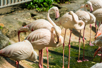 Flock of Greater Flamingos, Phoenicopterus ruber, nice pink big birds in dark water, with evening light in Vietnam. Selective focus.