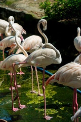 Flock of Greater Flamingos, Phoenicopterus ruber, nice pink big birds in dark water, with evening light in Vietnam. Selective focus.