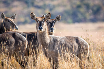 Group of Waterbuck starring at the camera.
