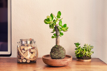Kokedama or moss ball of the succulent plant called Crassula Ovata also known as Jade Tree. Natural decoration. Living room.