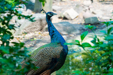 Peacock - peafowl with open tail, beautiful representative exemplar of male peacock in great metalic colors in Vietnam. Selective focus.