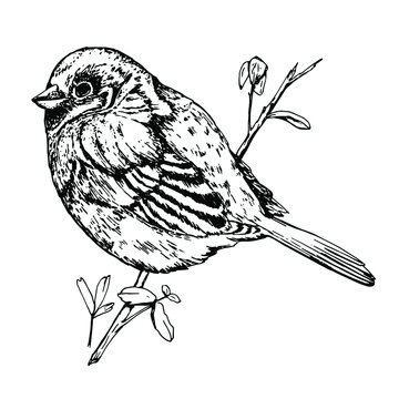 recommend clip art: Sparrow. Black and white illustration of a small bird sitting on a tree branch. Hand drawn. Sketch, engraving. Isolated over white background. Fauna and animals.