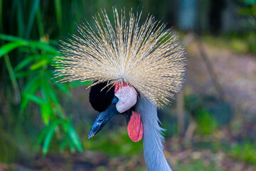 Grey crowned crane (Balearica regulorum) - beautiful representative exemplar in habitat with its...
