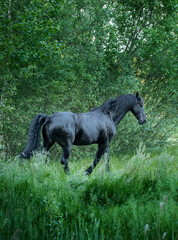 Fototapeta na wymiar Horses running free in meadow in natural surroundings. Uffelte Drenthe Netherlands.