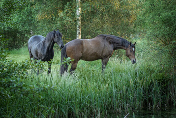 Obraz na płótnie Canvas Horses running free in meadow in natural surroundings. Uffelte Drenthe Netherlands.