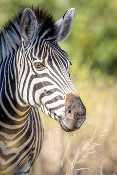 Close up of a Burchell's zebra head.