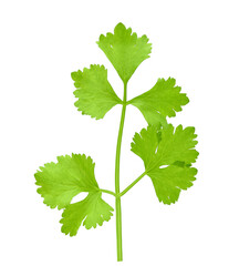 fresh Celery isolated on white background