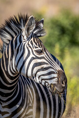 Fototapeta na wymiar Close up of a Burchell's zebra head.