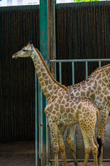 Portrait of asian Giraffe in Vietnam. Animal and wildlife concept. Selective focus.