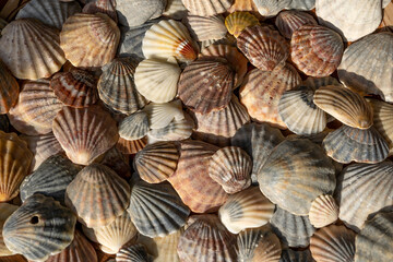 Summer background pattern from seashells. Shell close-up. Ocean coast. Seashells background.