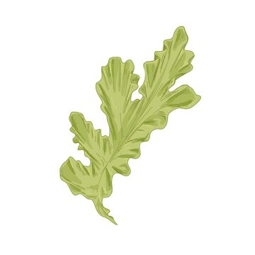 Leaf of sea lettuce or Ulva Lactuca algae. Green edible seaweed. Natural marine underwater plant. Realistic hand-drawn vector botanical illustration of undersea vegetation isolated on white background